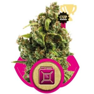 Sour Diesel - feminizovaná semínka 10ks Royal Queen Seeds