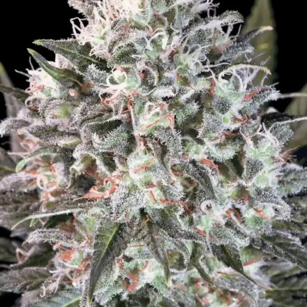 Space Cookies - feminizovaná semínka 10 ksParadise Seeds