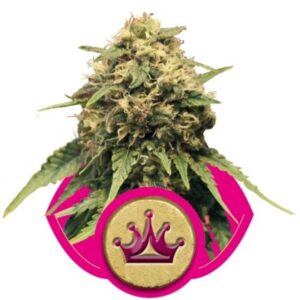 Special Queen n. 1 - feminizovaná semínka 5 ks Royal Queen Seeds