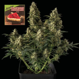 Strawberry Cheesecake Auto - samonakvétací semena marihuany