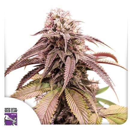 Strawberry Cookies - feminizovaná semena 3 ks