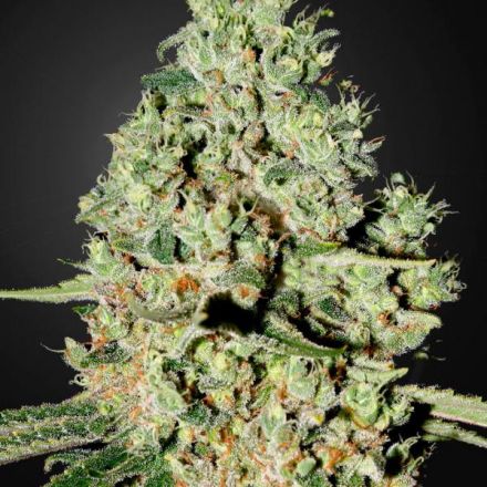 Super Critical - 5 ks feminizovaná semínka Green House Seeds