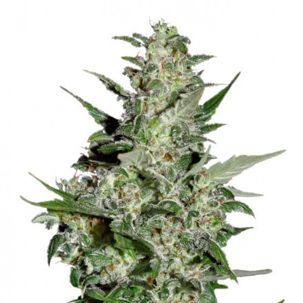 Super Critical Auto - samonakvétací semena 10 ks Green House Seeds