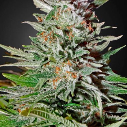 Super Lemon Haze Auto - samonakvétací semínka 10 ks Green House Seeds