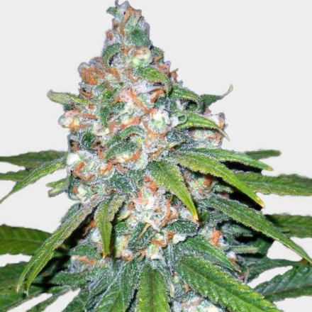 Super Lemon Haze Auto - samonakvétací semínka 3 ks Green House Seeds