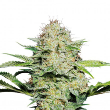 Super Lemon Haze - feminizovaná semena 10 ks Green House Seeds