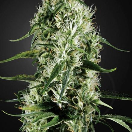 Super Silver Haze - feminizovaná semínka 3 ks Green House Seeds