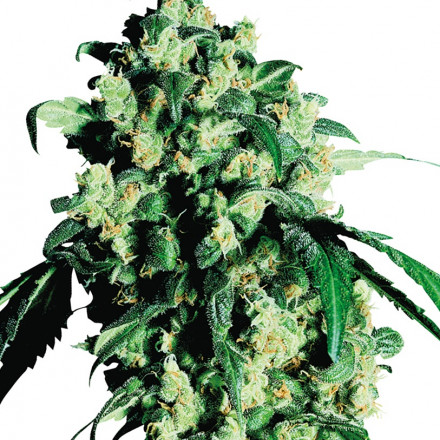 Super Skunk - 5 ks feminizovaná semínka Sensi Seeds