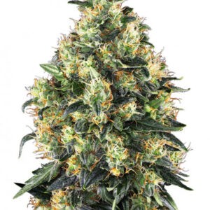 Super Skunk Automatic - samonakvétací semínka 3 ks Sensi Seeds