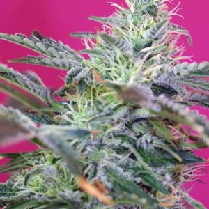 Sweet Cheese Auto – 3 ks autoflowering semínek Sweet Seeds