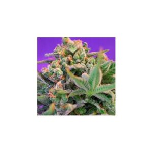 Sweet Cheese – feminizovaná semínka 3 ks Sweet Seeds