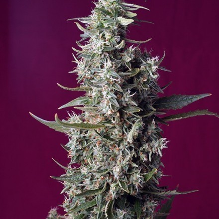 Sweet Cherry Pie - feminizovaná semínka 3 ks Sweet Seeds