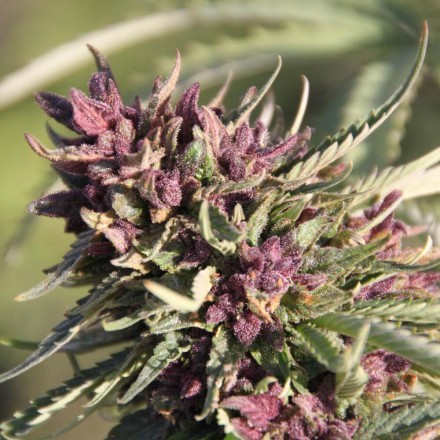 Sweet Purple - 3 ks feminizovaná semínka Paradise Seeds