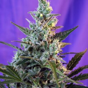 Sweet Skunk Auto – 5 ks samonakvétací semínka Sweet Seeds