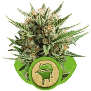 Sweet Skunk Automatic - feminizovaná a samonakvétací semínka 10ks Royal Queen seeds