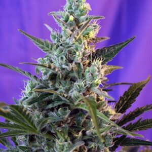 Sweet Skunk Fast Version – 3 ks feminizovaná semínka Sweet Seeds