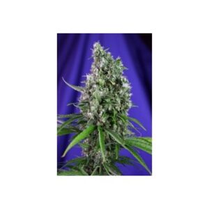 Sweet Trainwreck Auto - feminizovaná a samonakvétací semínka 5ks Sweet Seeds