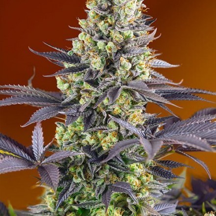 Sweet Zenzation - feminizovaná semínka 3 ks Sweet Seeds