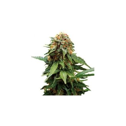 Tangerine Dream – feminizovaná semínka 5 ks Barney Farms