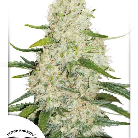 Think Big - fem. autoflowering semena 7 ks Dutch Passion