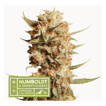 Thunder Banana - feminizované semena marihuany HumboldtXSeedstockers 3 ks