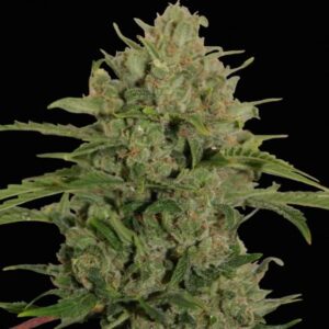 Triple Cheese - feminizovaná semena 10 ks Barney´s Farm