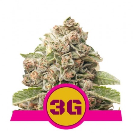 Triple G - feminizovaná semínka 10 ks Royal Queen Seeds