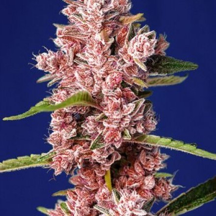 Tropicanna Poison F1 FAST - feminizovaná semínka 3 ks Sweet Seeds