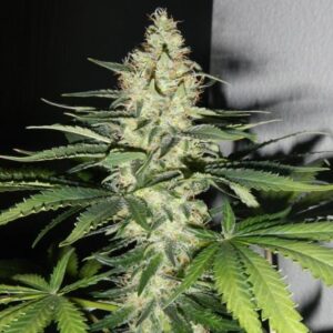 Utopia Haze – feminizovaná semínka 10ks Barney's Farm