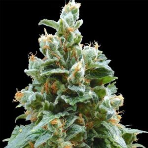 Vanilla Kush – feminizovaná semínka 10 ks Barney's Farm