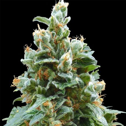 Vanilla Kush – feminizovaná semínka 10 ks Barney's Farm