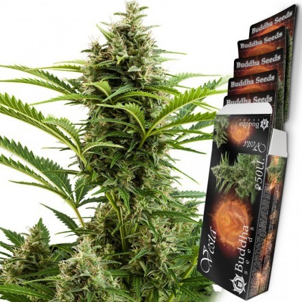 Vesta - feminizovaná a autoflowering semínka 10 ks Buddha Seeds