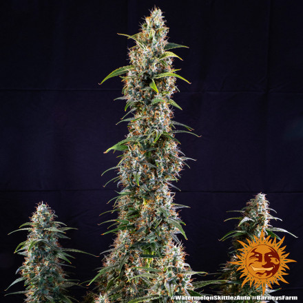 Watermelon Zkittlez Auto - autoflowering semena marihuany 5 ks Barney´s Farm