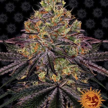 Watermelon Zkittlez - feminizovaná semínka 3 ks Barney´s Farm