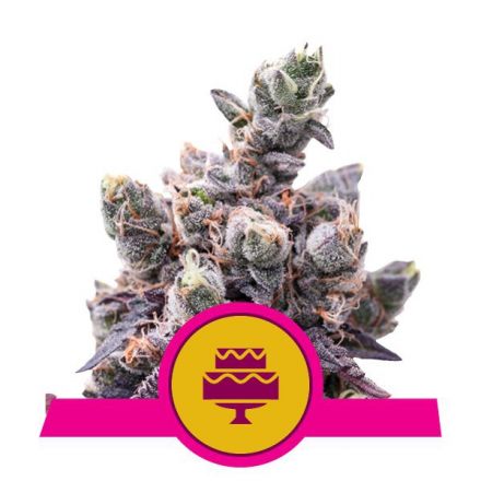 Wedding Gelato - feminizovaná semínka 10 ks Royal Queen Seeds