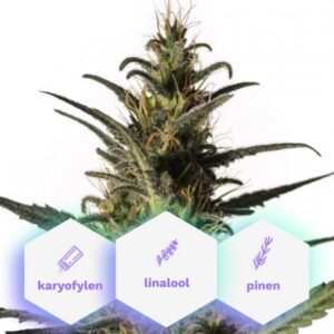 Wellness CBD - feminizovaná semínka 3 ks Cannapio