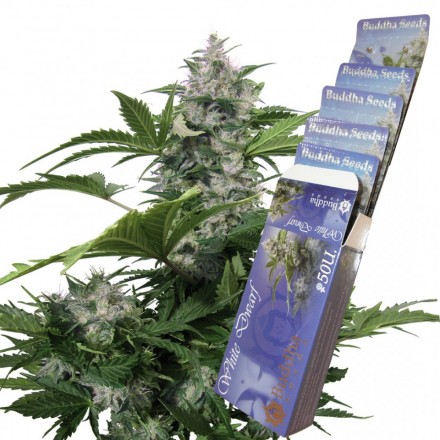 White Dwarf - feminizovaná a autoflowering semínka 10 ks Buddha Seeds