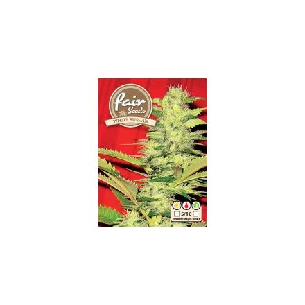 White Russian – feminizovaná semínka 10 ks Fair Seeds