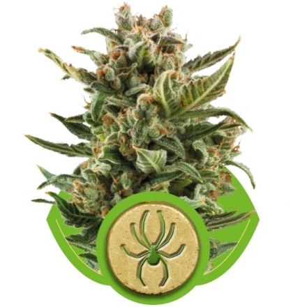 White Widow Automatic - feminizovaná a samonakvétací semínka 10 ks Royal Queen Seeds