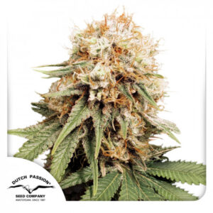 White Widow - feminizovaná semena 10 ks Dutch Passion