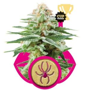 White Widow - feminizovaná semena Royal Queen Seeds 10 ks