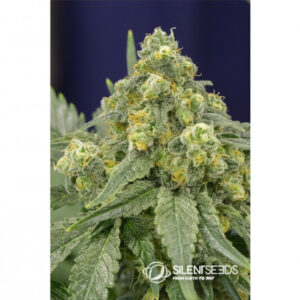 White Widow feminizované semena 10 ks Silent Seeds