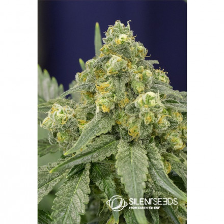 White Widow feminizované semena 5 ks Silent Seeds