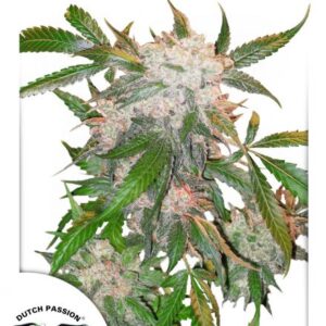 White Widow - standardizovaná semena 10 ks Dutch Passion