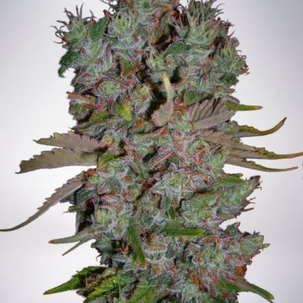 White Widow – feminizovaná semínka 5 ks Ministry of Cannabis