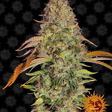 Zkittlez OG Auto - autoflowering semena marihuany 10 ks Barney´s Farm