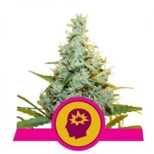 AMG - Amnesia Mac Ganja feminizované semena 10 ks Royal Queen Seeds