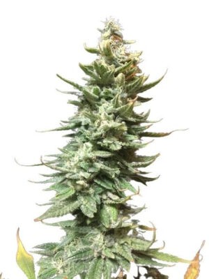 Amnesia Fast - feminizovaná semínka 5 ks Seedsman