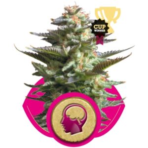 Amnesia Haze - feminizovaná semínka 5 ks Royal Queen Seeds