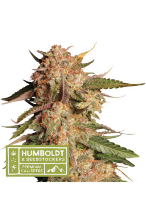 Apollo Black Cherry Auto - samonakvétací semena konopí HumboldtXSeedstockers